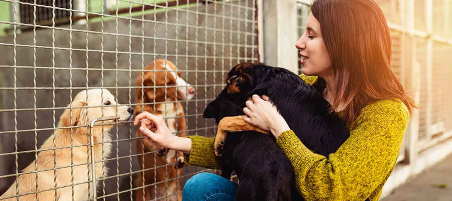 How to Choose the Right Rescue Dog for Your Family